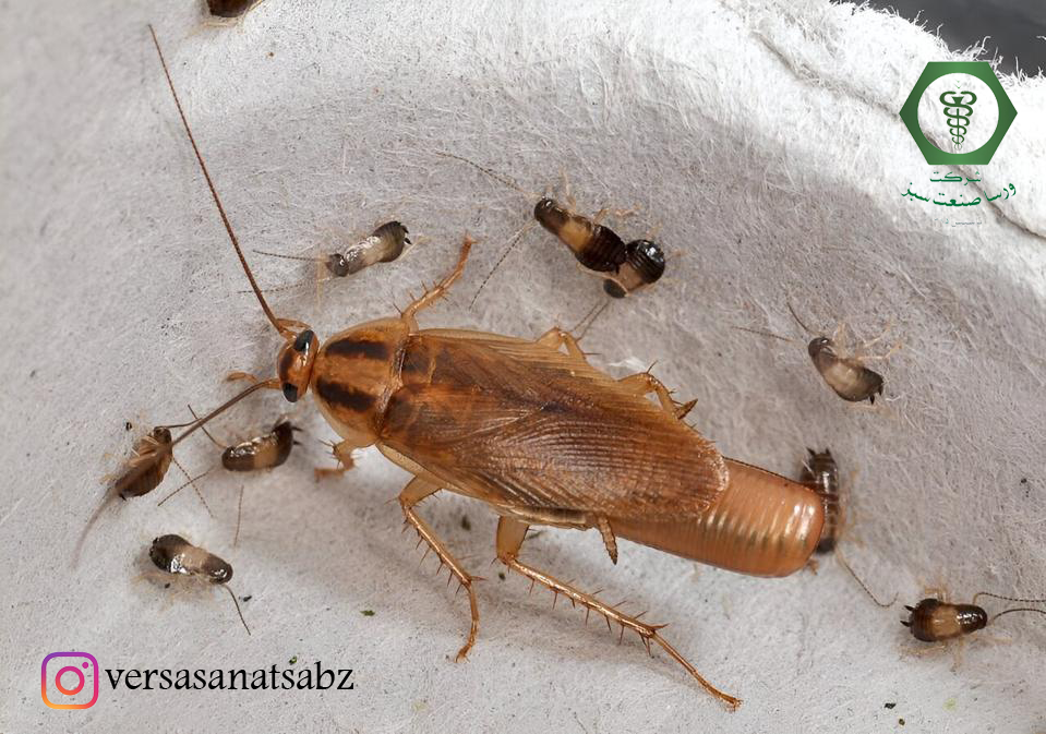 محل زندگی سوسک آلمانی، سوسک ریز، سوسک کابینت، سوسک آشپزخانه